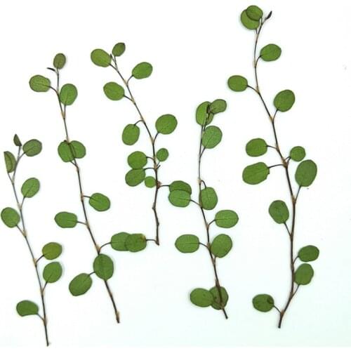 8pcs/lot Natural Real Dried Leaf Plant For Aromatherapy Candle UV Epoxy Resin Pendant Necklace Jewelry Making Craft XY-08