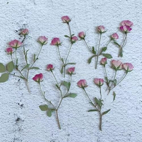 30pcs Pressed Dried Multi head Rose Flower With Stem For Epoxy Resin Jewelry Making Makeup Face Bookmark Nail Art Craft DIY