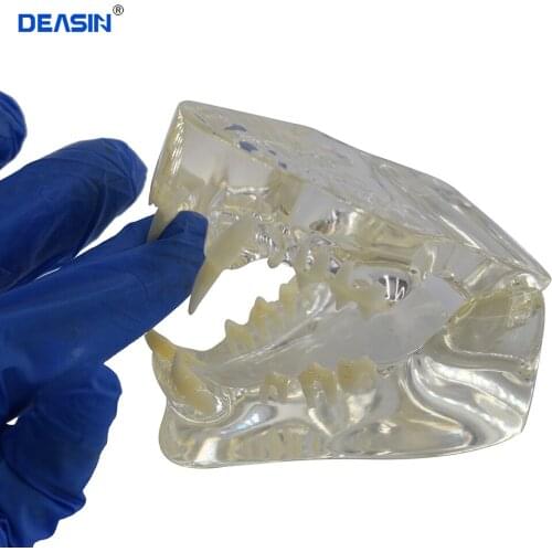 Transparent Cat Dental Skeleton Model Pet Dental Animal Model Pet Veterinary Instruction Cat Tooth Medical Display Models