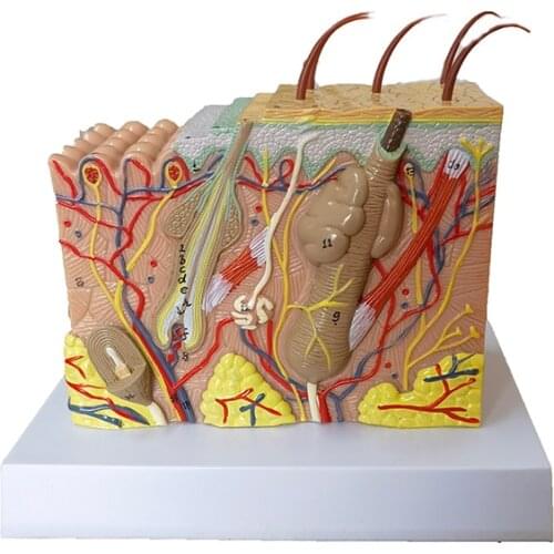 Skin Structure 35X Magnified Human Skin Model Block Enlarged Hair Layer Structure Anatomical Anatomy Medical Teaching Tool