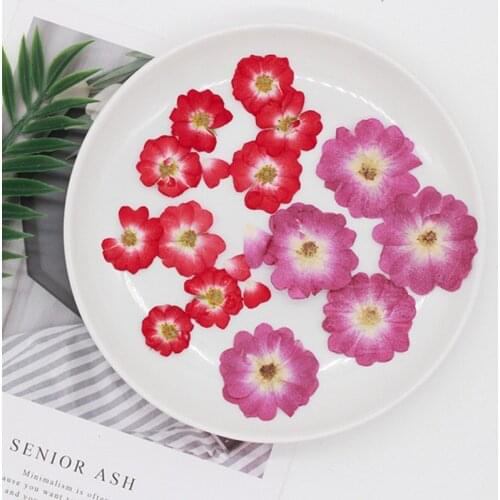60pcs Pressed Dried Chinese Rose Flower Plants Herbarium For Jewelry Bookmark Scrapbook Phone Case Candle Lampshade Postcard DIY