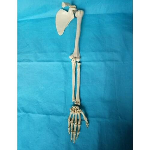 1:1 Life Sized Anatomical Human Upper Limb Shoulder Blade Skeleton Model Medical Teaching Supplies Arm Model Medical Resources