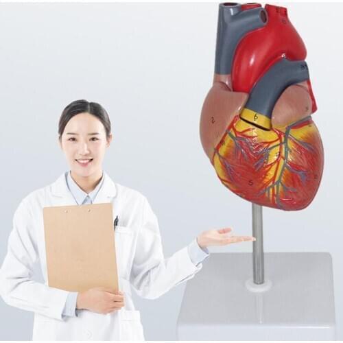 1: 1 Human Heart Model, Anatomically Accurate Heart Model Life Size for Science Classroom Study, Numbered / Not Numbered