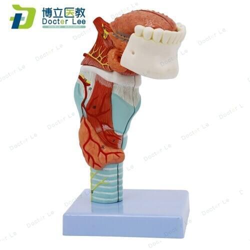 BOLI/ 5 parts Larynx with tongue and teeth anatomy model with thyroid equipos medicos teaching science human teeth medical trai