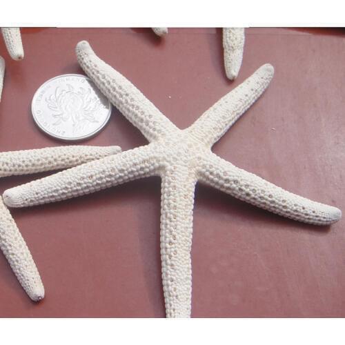 8cm-10cm Beach Decor Small 10pcs Starfish for Nautical or Crafts wedding party decoration,sea theme DIY favors natural sea star
