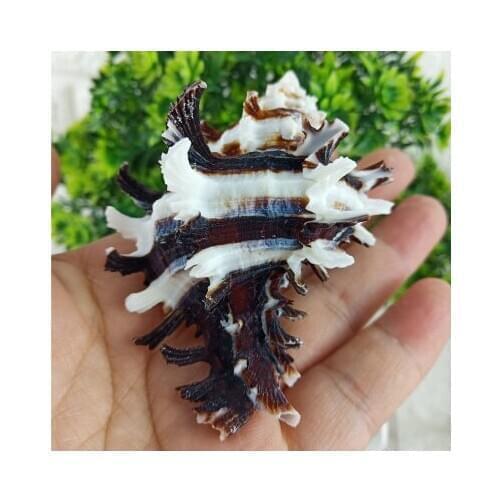 Rose snail shell conch natural aquarium landscaping aquarium decoration creative collection ornaments gifts