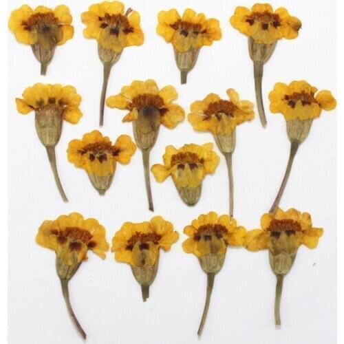 Peacock Dried Flower Pressed Flower DIY Handmade Glue Phone Case Aroma Candle Embossing Material