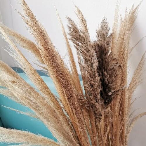 Wedding 100/130cm larger Pampas Grass Dried 20/30/50pcs big size PampasGrass home Decor Dried Flowers Decoration Artificial