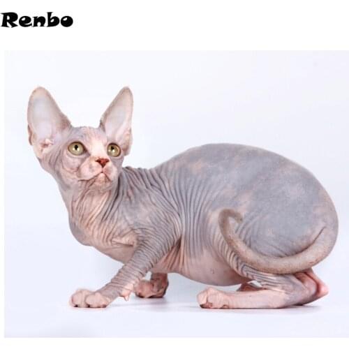 Home decoration diy diamond embroidery"Sphynx /Cat/pet"5D diamond painting rhinestone cross stitch digital diamond mosaic animal