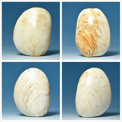 Natural big mussels for collection of animal fossils paleontology fossil specimens Kistler ore original stone teaching