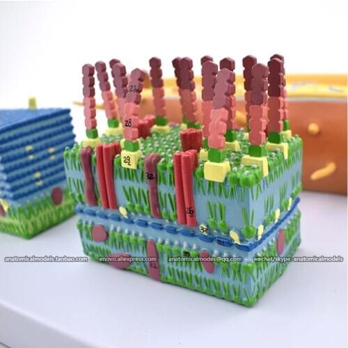 12554-1/CMAM Bacterium, Medical Anatomical Model for study