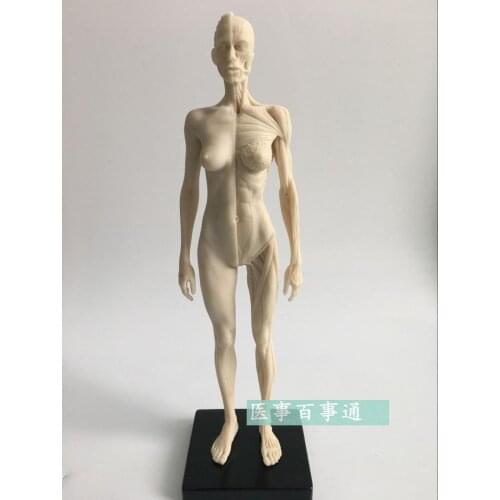 30cm medical Sculpture, painting Reference skull structure Human musculoskeletal anatomy model free shipping