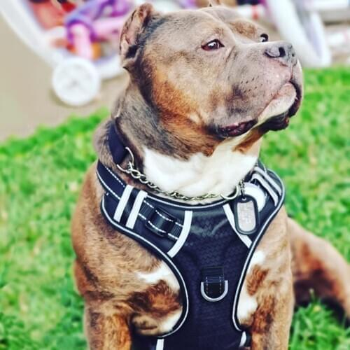 Hot Sale Dog Harness No-Pull Breathable Dog Chest Strap Adjustable Outdoor Pet Vest with Handle