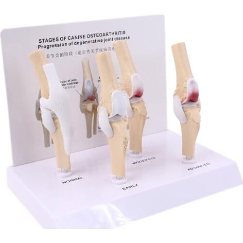 Animal Dog Canine Knee Joint Model, Skeleton Veterinary Teaching Research Display, Instrument Study Teaching Tool