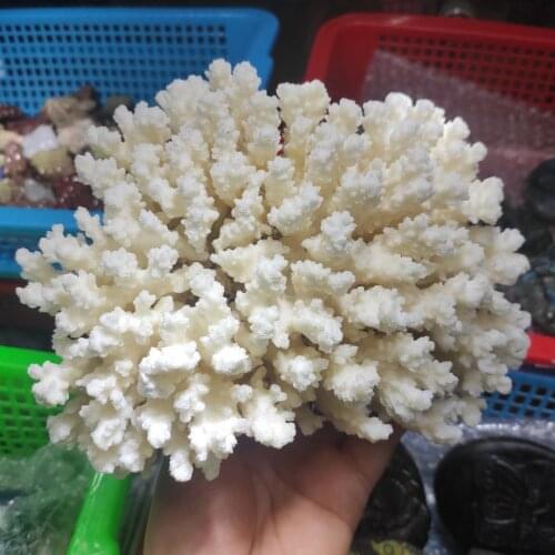 1pcs 800-1000g Natural Coral Sea White Coral Tree White Coral Aquarium Landscaping Home Furnishing Ornaments Home Decoration