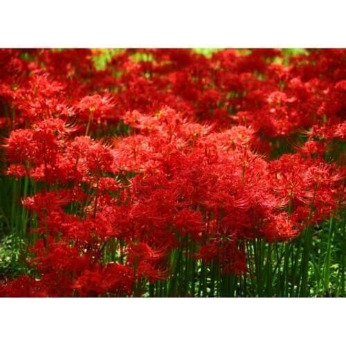 Plant diamond painting full Bian Hua red flower embroidery stitch diamond dotz rhinestone picture puzzle toys drawing wall decor