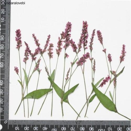 120pcs Dried Pressed Flower Ludwigia prostrata Roxb. For Epoxy Resin Pendant Necklace Jewelry Making Craft DIY Accessories