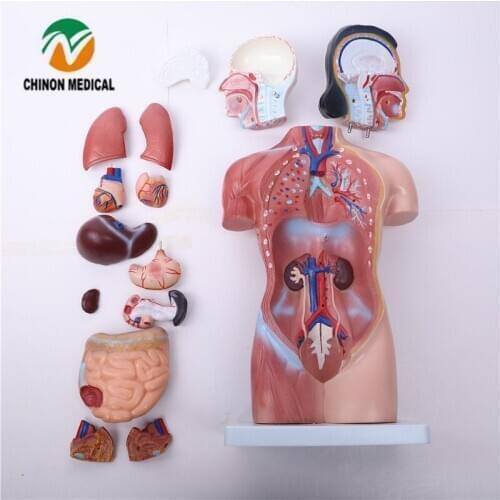 Chinon 42cm Female Torso Mannequin (15 pieces) Human Body Medical Science Student Teaching Training Model BIX-A1039