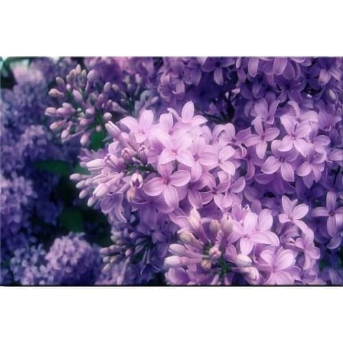 JMINE Div 5D purple lilac flower Full Diamond Painting cross stitch kits art High Quality Floral 3D paint by diamonds