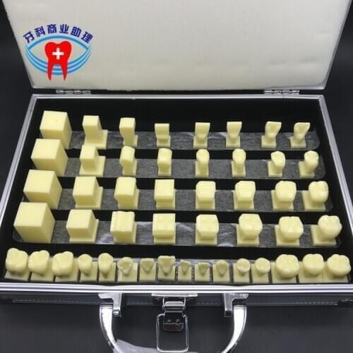 Oral Care Science Student Practicing Teething Model 2.5X Dental Carving Teeth Demonstrating Model Abrasive Tool Teaching Model