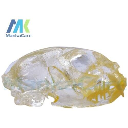 Manka Care - Cat Dentition Model Oral Model Teeth Tooth Model