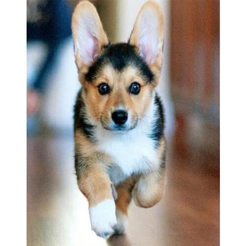 5d-diamond-painting Welsh Corgi Dog Full Square/Round 3D Diamond Embroidery crystal picture of rhinestones home decoration TY692