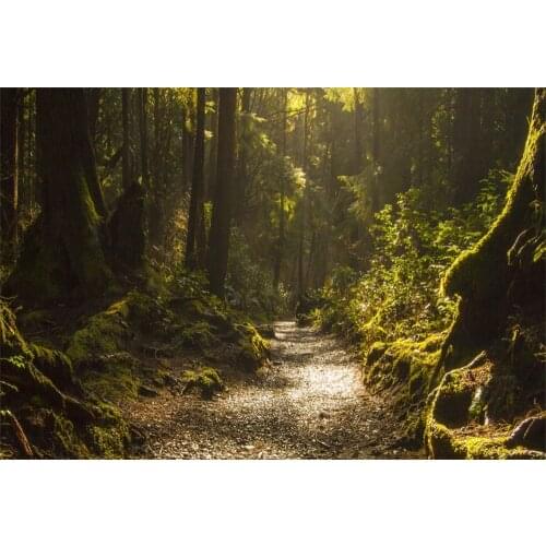 Laeacco Hazy Mist Forest Moss Pathway Scenic Photographic Backgrounds Customized Photography Backdrops For Photo Studio