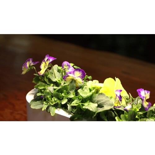 Home Smart Garden Hydroponic Self Watering Planter Pots Indoor Decoration