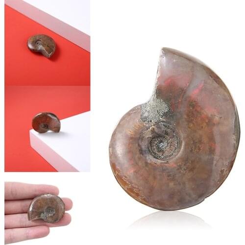 Natural Conch Snail Pendant Necklace Rough Stone Iridescent Ammolite Facet Specimen Fossil Madagascar Stone Conch Fossil Pendant