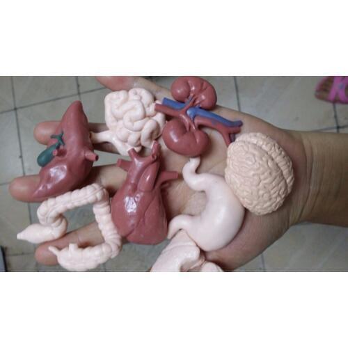 Simulation pvc figure organ of human toy model ornaments model toy model gift