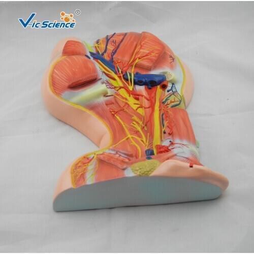 Medical Education Advance Plastic Anatomy Model Deep cervical nerve and vascular model