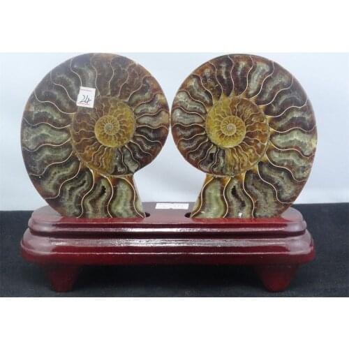 360g NATURAL CUT CRETACEOUS AMMONITE FOSSIL Sliced + STAND 180g