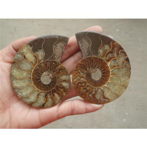 165g NATURAL CUT CRETACEOUS AMMONITE FOSSIL Sliced MINERAL SPECIMEN 2PCS/LOT