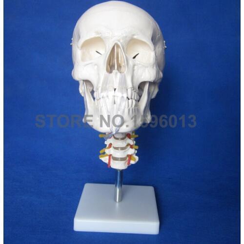 HOT Skull Model with Cervical Spine and neck artery, Anatomical Skull model