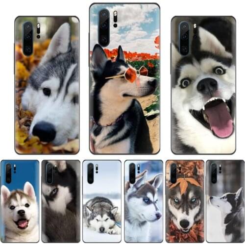 Husky cute animal dog Phone Case Funda For Huawei P9 P10 P20 P30 Lite 2016 2017 2019 plus pro P smart
