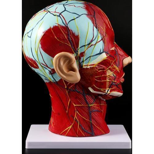 Human Anatomical Half Head Face Anatomy Medical Brain Neck Median Section Study Model Nerve Blood Vessel For Teaching
