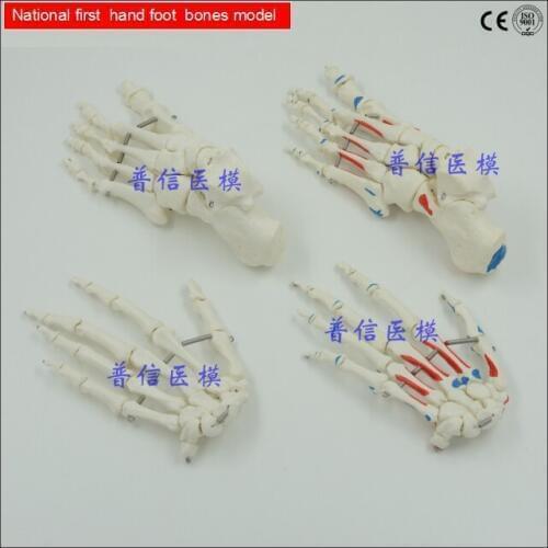 Free shipping&1:1 size of the normal foot hand bones/or the muscle starting and ending point foot hand bone, without base