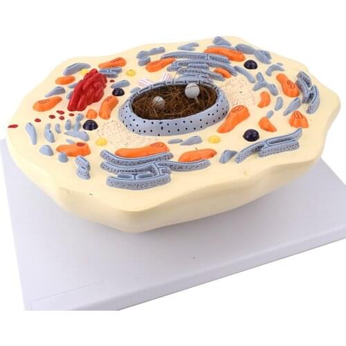 Animal cell model animal cell structure enlargement biology teaching specimen instrument nucleus cytoplasm