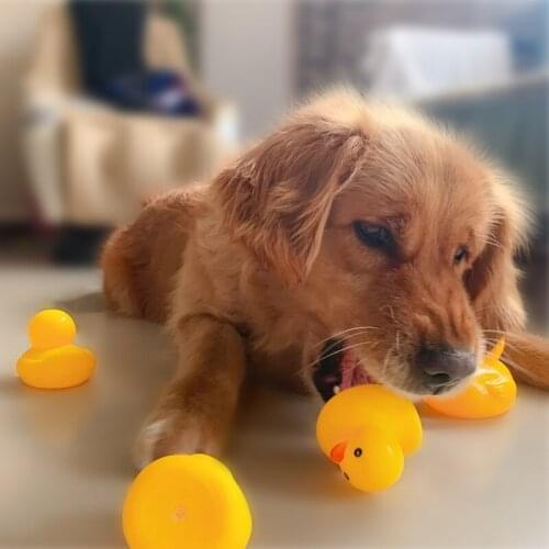 Dog Toys Squeaky Rubber Ducks Dog Toy Squeeze Sound Pet Cat Toy Dog Toy