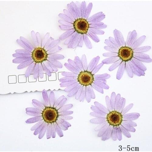 120pcs Pressed Dried Purple Pericallis Hybrida Flower Plants Herbarium For Epoxy Resin Jewelry Making Face Makeup Nail Art Craft