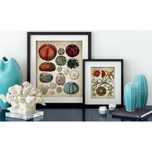 Shell Starfish Retro Ocean Biological Wall Picture Painting Vintage Marine Starfish Seashell Retro Poster Poster Kraft paper