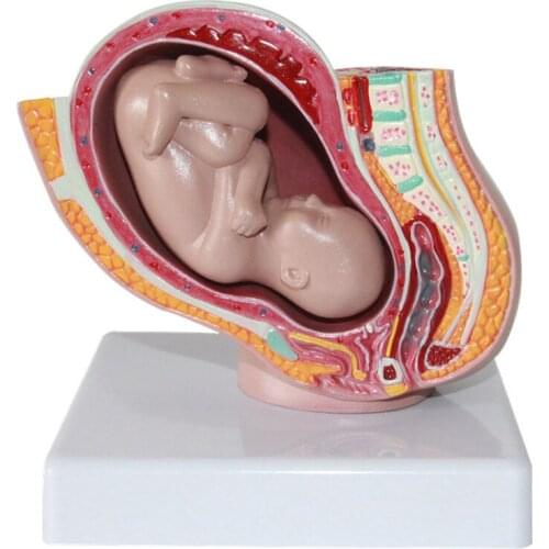 Detachable Female Pelvic Fetal Model Nine Months of Pregnancy The Fetus Uterine Embryo Development Model Medical Teaching Supply