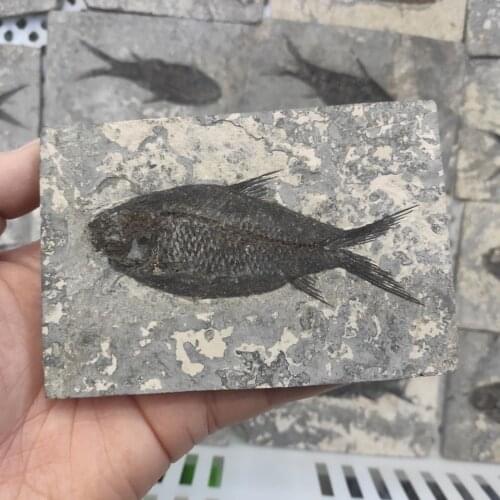 1pcs Natural Jianghan fish Tail Fossil Ancient Fossils Teaching Specimens Collection