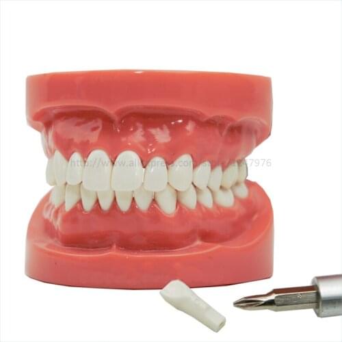 Dental removable dental model arrangement practice model with screw teaching simulation model oral materials