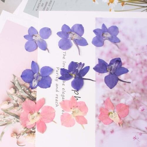 12pcs Blue/Pink Pressed Surfbird Stalks Flowers Plant Herbarium For Jewelry Postcard Phone Case Bookmark Craft DIY Accessories