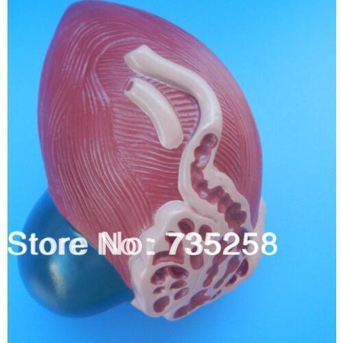 Expansion Model of Urinary Bladder,Bladder Anatomical Model