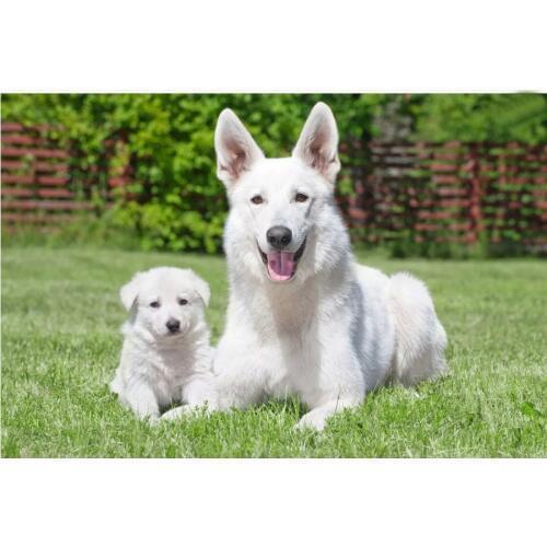 5D DIY Full Diamond Painting 3D Embroidery White Swiss Shepherd Dogs Rhinestone Mosaic painting Picture Cross Stitch art AA441