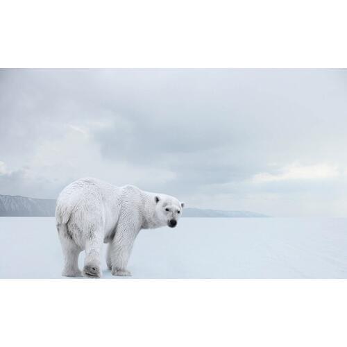 Polar bear snow background backdrops vinyl fotografia children photography backdrop for photographic studio accessories lv-2241