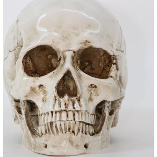 SIZE 1:1 Medical Artificial Skull Head Model Skull Bone Skeleton Ornament Ornaments Room Decor Figurine For Interio