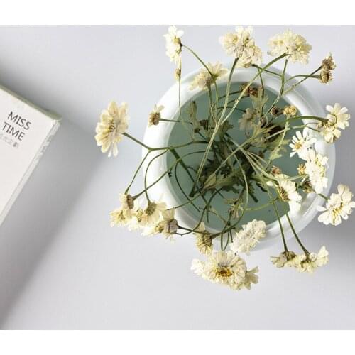 120pcs Pressed Dried Flower Natural Chamomilla Stem Herbarium Epoxy Resin Lamp Nail Art Jewelry Bookmark Phone Case Card DIY